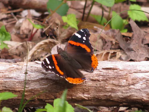Red Admiral