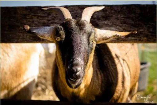 Pumpkin Ridge Animal Sanctuary at Equestrian Ridge Farm