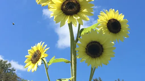 Fields of Flowers