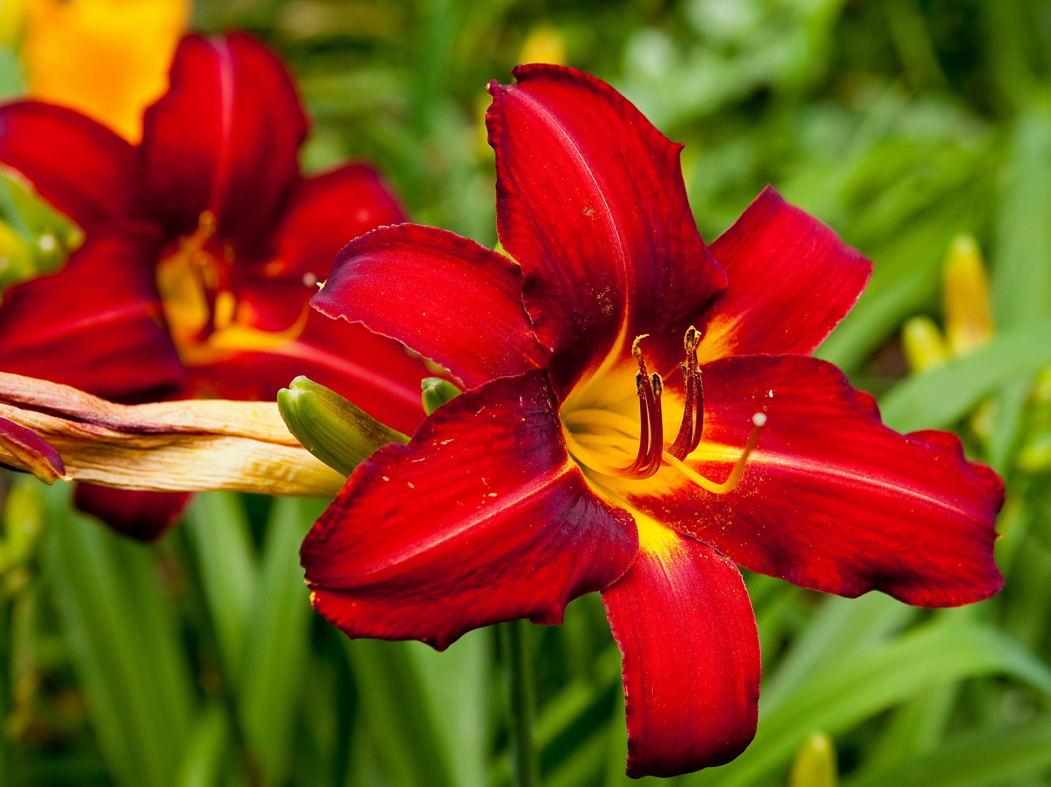 Lilyfest