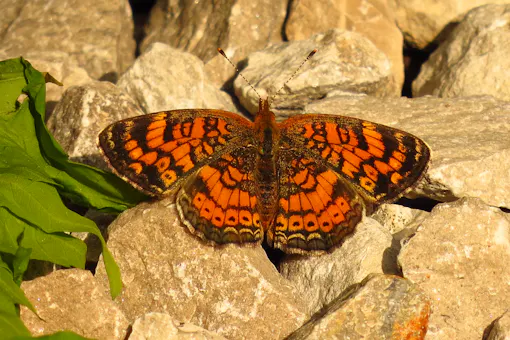 Pearl Crescent