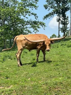 Brimstone Ridge Farm