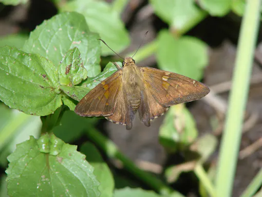Silver Spotted Skipper