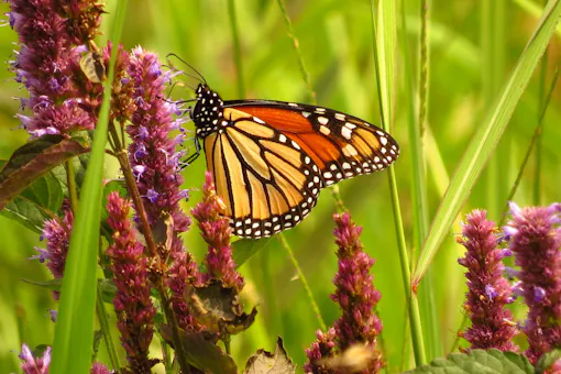 Butterfly Ridge Butterfly Conservation Center