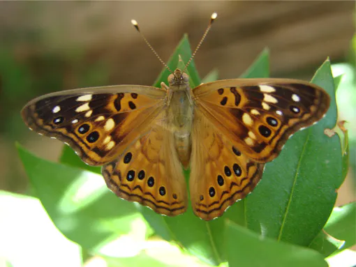 Hackberry Emperor