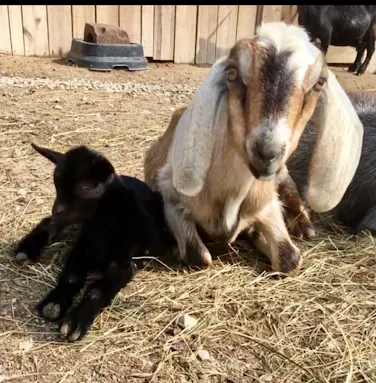 Fox's High Rock Farm