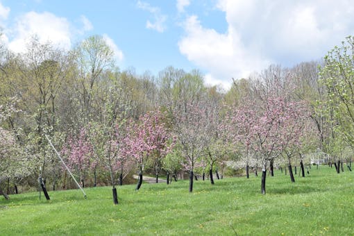 Hocking Hills Orchard