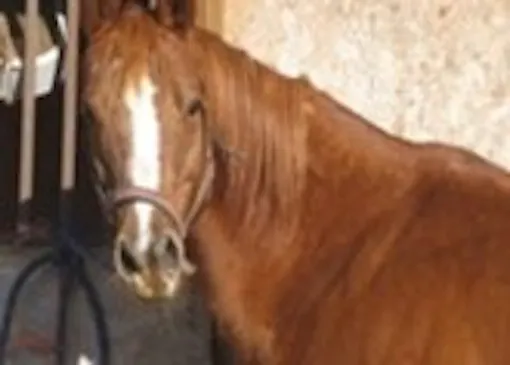 Ellinger's Farm Indoor & Outdoor Riding Area