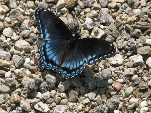Red-Spotted Purple