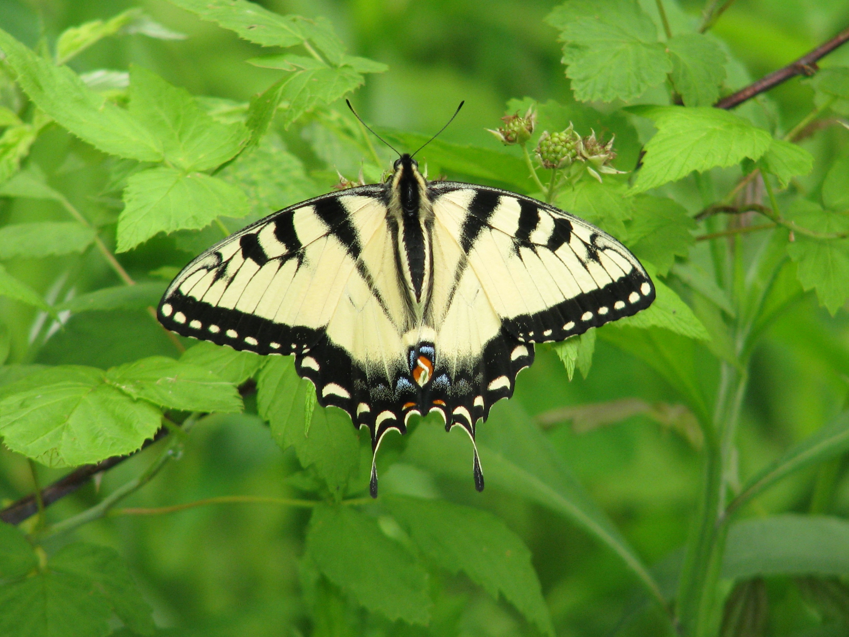 Hocking Hills Butterfly Trail | Explore Hocking Hills