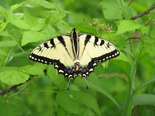 Eastern Tiger Swallowtail