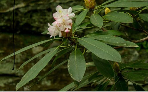 Rhododendron Cove State Nature Preserve
