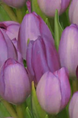 Family Tree Florist