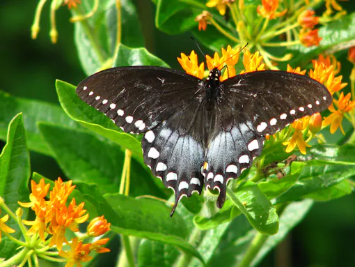 Spicebush Swallowtail