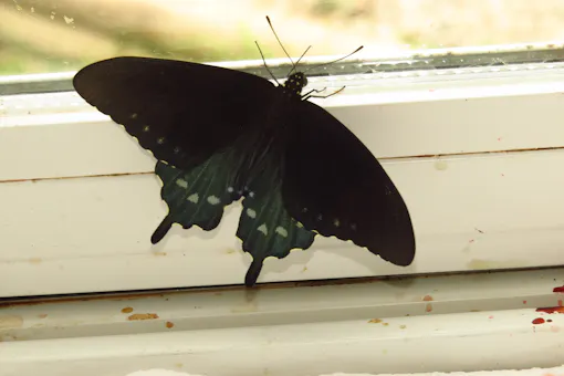 Pipevine Swallowtail