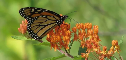 The Polygonia Foundation