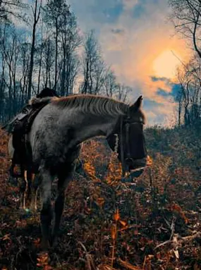 Rose Moon Ranch LLC