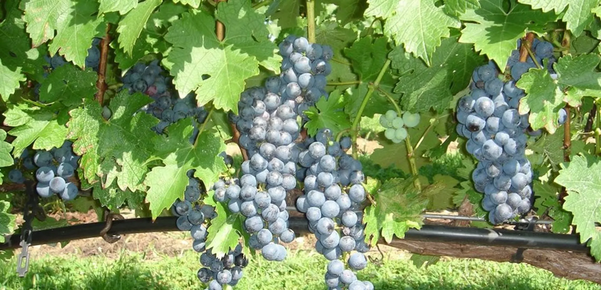 Shade Vineyard 2
