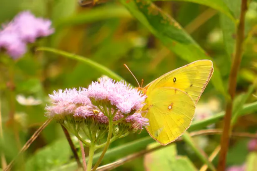 Orange Sulphur