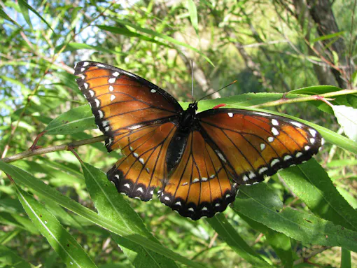 Viceroy